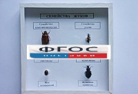 Коллекция "Семейство жуков" - fgospostavki.ru - Уфа