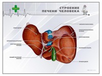 Стенд "Строение печени человека" - fgospostavki.ru - Уфа
