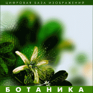 Ботаника. (Цифровая база изображений) - fgospostavki.ru - Уфа