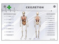 Электрифицированный стенд-тренажер "Скелетон" - fgospostavki.ru - Уфа