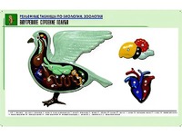 Рельефная таблица "Внутреннее строение голубя" (формат А1, матовое ламинирование) - fgospostavki.ru - Уфа