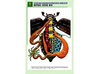Рельефная таблица "Внутреннее строение жука" (формат А1, матовое ламинирование) - fgospostavki.ru - Уфа