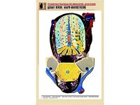 Рельефная таблица "Долька печени. Макро-микростроение" (формат А1, матовое ламинирование) - fgospostavki.ru - Уфа
