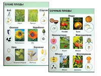 Коллекция "Семена и плоды" - fgospostavki.ru - Уфа