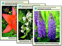 Гербарий фотографический "Основные группы растений" - fgospostavki.ru - Уфа