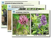 Гербарий фотографический "Сельскохозяйственные растения России" - fgospostavki.ru - Уфа