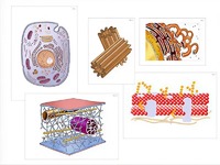Модель-аппликация "Строение клетки" (ламинированная) - fgospostavki.ru - Уфа
