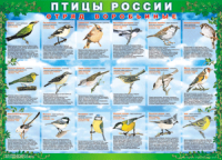 Комплект таблиц "Птицы России (4 листа)" (100х140 сантиметров, винил) - fgospostavki.ru - Уфа
