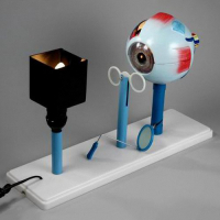 Модель "Зрение" (электрическая) - fgospostavki.ru - Уфа