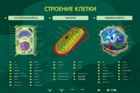 Электрифицированный стенд "Строение клетки" с маркерными полями - fgospostavki.ru - Уфа
