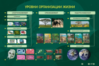Электрифицированный стенд "Уровни организации жизни" - fgospostavki.ru - Уфа