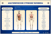 Электрифицированный стенд-тренажер c макетом скелета "Анатомическое строение человека" - fgospostavki.ru - Уфа