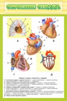 Стенд "Строение сердца" - fgospostavki.ru - Уфа