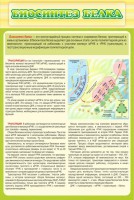 Стенд "Биосинтез белка" - fgospostavki.ru - Уфа