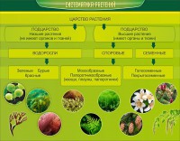 Стенд "Систематика растений" - fgospostavki.ru - Уфа