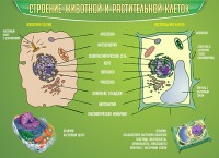 Стенд "Строение животной и растительной клеток" - fgospostavki.ru - Уфа