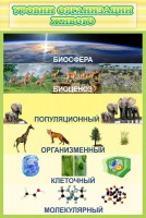 Стенд "Уровни организации живого" - fgospostavki.ru - Уфа