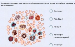 Интерактивные курсы. Биология 11 класс. Расширенный. - fgospostavki.ru - Уфа
