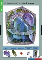 Комплект таблиц. Биология. Вещества растений. Клеточное строение. - fgospostavki.ru - Уфа