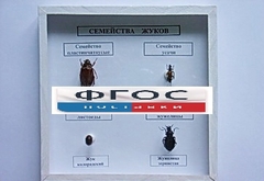Коллекция "Семейство жуков" - fgospostavki.ru - Уфа