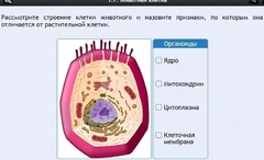 Интерактивные курсы. Биология 8 класс. Базовый - fgospostavki.ru - Уфа