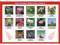 Таблица демонстрационная "Растения Красной книги" (винил 100*140) - fgospostavki.ru - Уфа