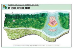 Рельефная таблица "Клеточное строение листа" (формат А1, матовое ламинирование) - fgospostavki.ru - Уфа