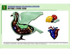 Рельефная таблица "Внутреннее строение голубя" (формат А1, матовое ламинирование) - fgospostavki.ru - Уфа