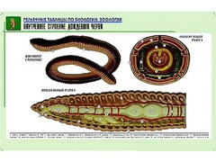 Рельефная таблица "Внутреннее строение дождевого червя" (формат А1, матовое ламинирование) - fgospostavki.ru - Уфа