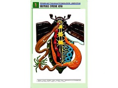 Рельефная таблица "Внутреннее строение жука" (формат А1, матовое ламинирование) - fgospostavki.ru - Уфа