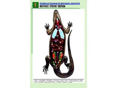 Рельефная таблица "Внутреннее строение ящерицы" (формат А1, матовое ламинирование) - fgospostavki.ru - Уфа