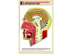 Рельефная таблица "Сагиттальный разрез головы" (формат А1, матовое ламинирование) - fgospostavki.ru - Уфа