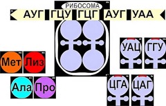 Модель-аппликация "Биосинтез белка" (ламинированная) - fgospostavki.ru - Уфа