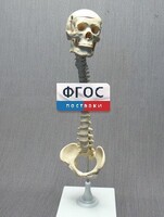 Модель "Позвоночник с черепом и тазом" - fgospostavki.ru - Уфа