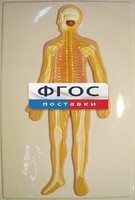Модель барельефная "Нервная система человека" - fgospostavki.ru - Уфа