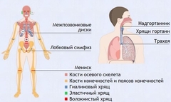Интерактивные курсы. Биология 9 класс. Базовый. - fgospostavki.ru - Уфа