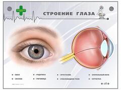 Интерактивный стенд "Строение глаза" - fgospostavki.ru - Уфа