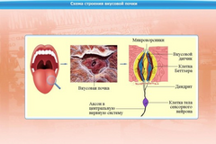 Интерактивные курсы. Биология 10 класс. Базовый. - fgospostavki.ru - Уфа