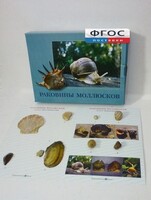 Коллекция "Раковины моллюсков" - fgospostavki.ru - Уфа