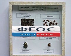Коллекция энтомологическая "Примеры защитных приспособлений у насекомых" - fgospostavki.ru - Уфа