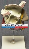 Модель "Разрез носоглотки" - fgospostavki.ru - Уфа