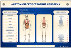 Электрифицированный стенд-тренажер c макетом скелета "Анатомическое строение человека" - fgospostavki.ru - Уфа