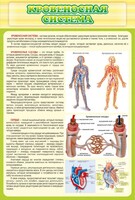 Стенд "Кровеносная система" - fgospostavki.ru - Уфа