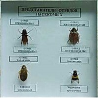 Коллекция энтомологическая "Представители отряда насекомых" - fgospostavki.ru - Уфа
