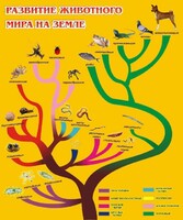 Стенд "Развитие животного мира на земле" - fgospostavki.ru - Уфа