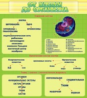 Стенд "От клетки до организма" - fgospostavki.ru - Уфа