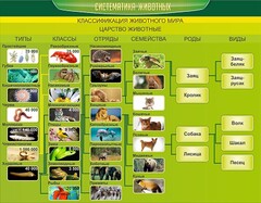 Стенд "Систематика животных" - fgospostavki.ru - Уфа