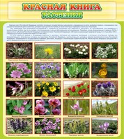 Стенд "Красная книга - растения" - fgospostavki.ru - Уфа