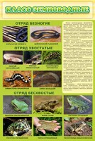 Стенд "Класс земноводные" - fgospostavki.ru - Уфа