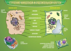  Биология - fgospostavki.ru - Уфа